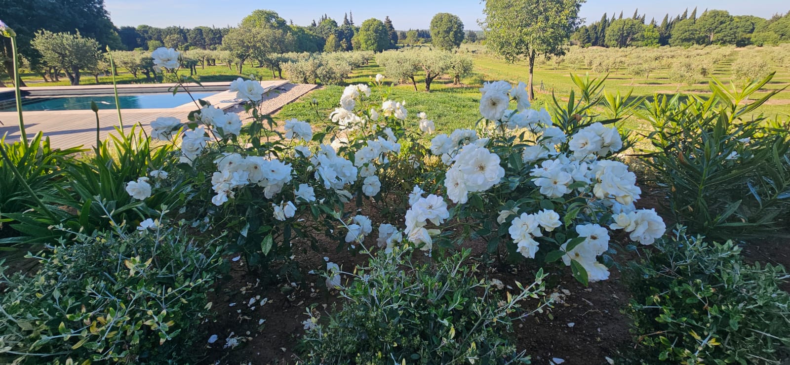 Garden roses and pool in summer